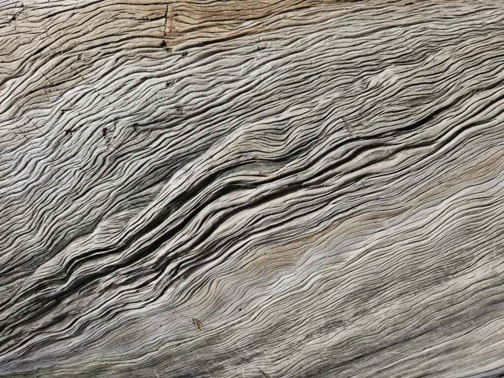 Blog arbres ajd demain