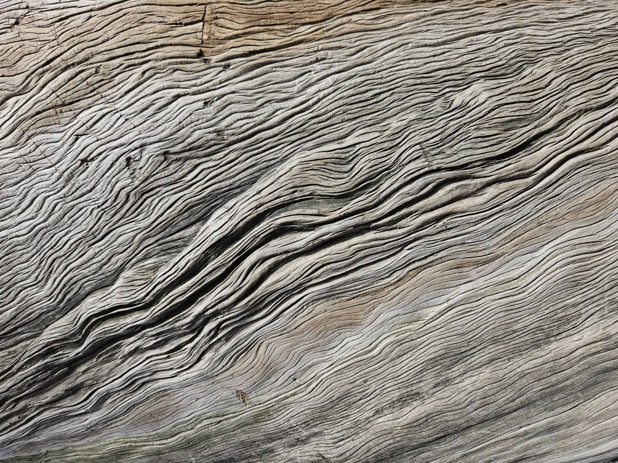 Blog arbres ajd demain